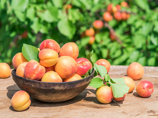 Ripe apricots in the wooden bowl on the table.