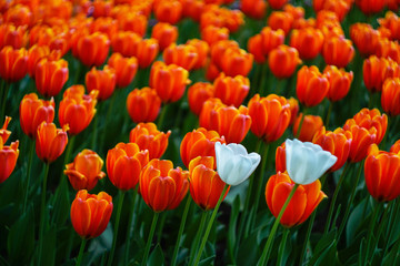 two white tulips on a background of red tulips