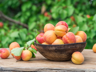 Ripe apricots in the wooden bowl on the table.
