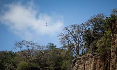 Seagull flying over trees in the Fernando de Noronha archipelago, Brazil.