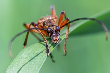 Stenocorus
