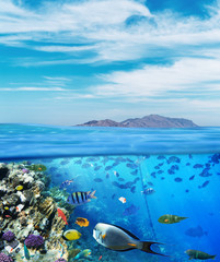 Underwater marine life of the Red Sea and blue sky. Colorful coral reef fishes and reefs.