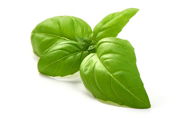 Fresh basil leaves, close-up, isolated on white background