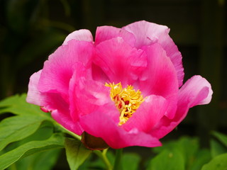 Close up of a large pink peony flower and green leaves