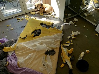 Bulldog francese, punizione dopo il danno