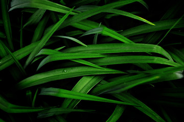 Grass with long leaves in a low key