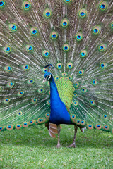 Peacock with all its colors