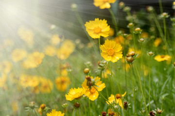 Obraz premium Blurred daisy abstract background. Yellow flowers sun rays.