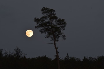 Vollmond mit Baum