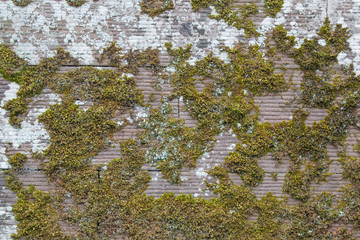 Background – weathered wallwith a lot of moss
