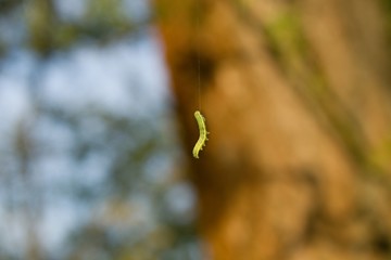 Green caterpillar hanging on a thread. Early butterfly stage.Green caterpillar hanging on a fiber...