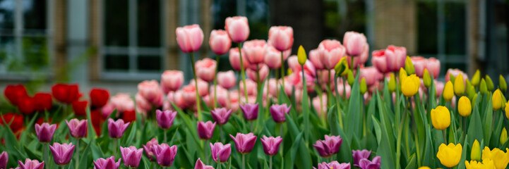 red, pink, yellow tulips on a Sunny spring day, blooming in the Park under the window