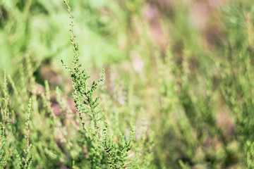 Close up of Common Heather / Ling / Scotch Heather ( Calluna vulgaris) on green blurred background on a sunny summer day. The beginning of flowering