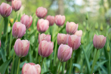 Fototapeta premium beautiful pale pink tulips blooming in the spring Park
