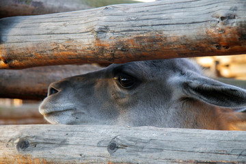 Lama Guanaco of the camelid family in the zoo