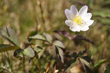 Wild flowers - wood anemone, windflower - Anemone nemorosa