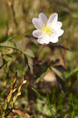 Wild flowers - wood anemone, windflower - Anemone nemorosa