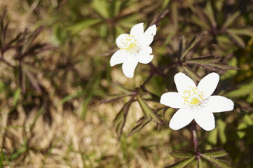 Wild flowers - wood anemone, windflower - Anemone nemorosa