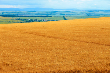 Golden Ears On The Summer Field Before Harvest