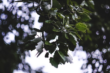 Tree branch full of green leaves over blurred bokeh background in Pamplona, Spain