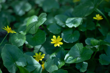 many small yellow flowers in the forest, spring forest flowers on the background of green leaves