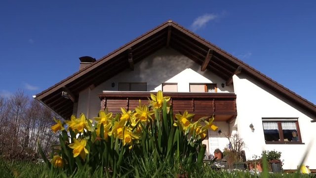 Frühling im Garten - Narzissen (Narcissus) vor einem Einfamilienhaus