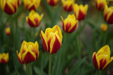 red tulips with yellow pattern bloom on a Sunny day in the Park on a background of green leaves