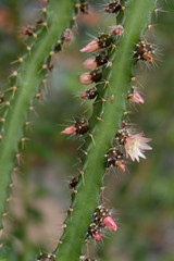 Beauty of nature. Flowering cactus. Bright yellow cactus flower that blooms only 1 day and fade.