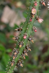 Beauty of nature. Flowering cactus. Bright yellow cactus flower that blooms only 1 day and fade.