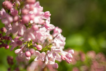 Lilac flowers, Syringa vulgaris, in a warn afternoon light, in a spring garden, blurred background