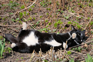Naklejka na ściany i meble Luxurious black cat lying on the ground among the early green spring Sunny day.