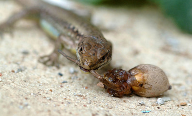 lizard