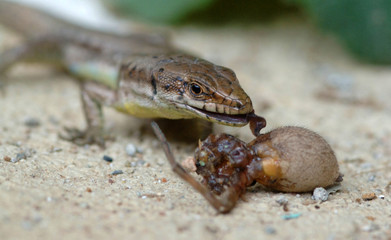lizard