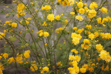 Flowers on the plant