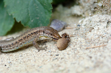 lizard