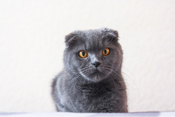 portrait of a gray scottish fold cat, close-up. Big orange eyes