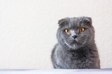 Fototapeta premium portrait of a gray scottish fold cat, close-up. Big orange eyes