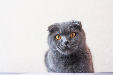 portrait of a gray scottish fold cat, close-up. Big orange eyes