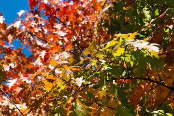 Autumn maple leaves on a sunny day against the blue sky.
