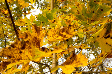 Autumn blurred maple leaves against the blue sky.