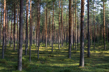 the pine forest is lit by the sun