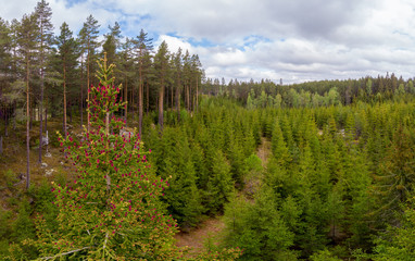 Young cones of an European spruce