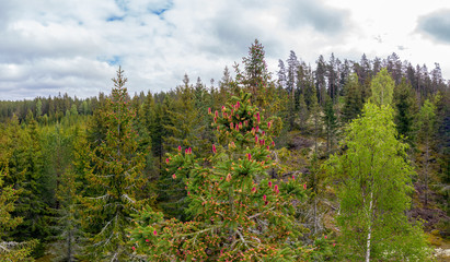 Young cones of an European spruce