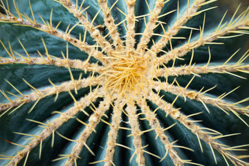 Naklejka na ściany i meble Abstract cactus close-up