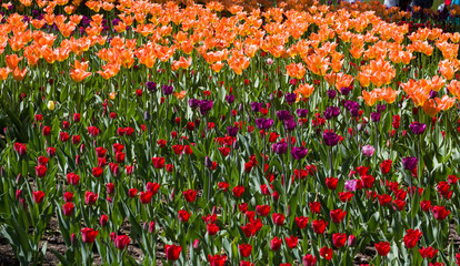 flower bed with large bright multicolored tulips lit by the sun