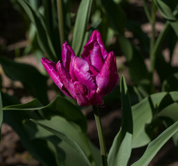 Fototapeta premium flower of beautiful violet tulip and leaves close up