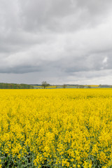 Obraz premium yellow oilseed field agriculture business