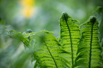 Green fern leaves close-up Blurred natural background