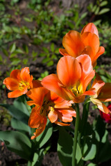 large red-yellow tulips lit by the sun