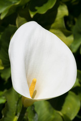 One beautiful white Calla lily in the garden in natural condition, close up
